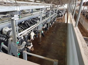 安樂福2019以色列奶牛高產探索之旅正式啟動 科技引領，共筑高效養殖新篇章