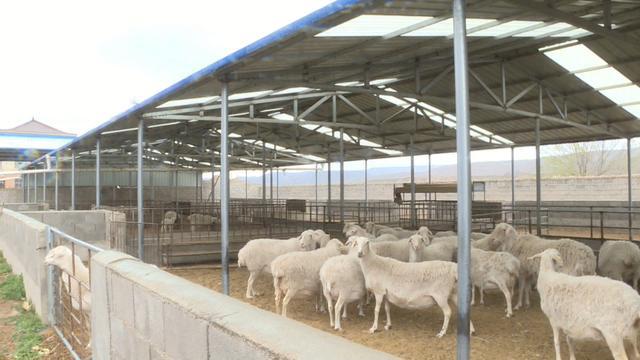 會寧 特色養殖讓鄉村振興“畜”勢勃發——現代化牧場工程設計引領產業升級