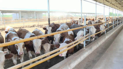 高臺 肉牛產業勢頭強勁，畜牧設備技術開發助力鄉村振興